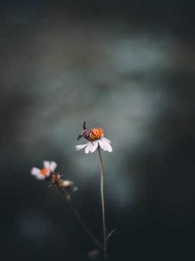 蜜蜂在白色花瓣上的对焦摄影